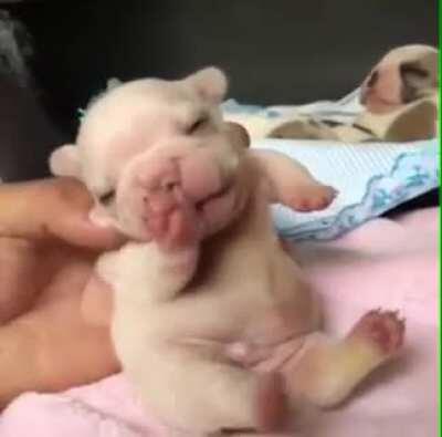 Big boy is up and yawning.