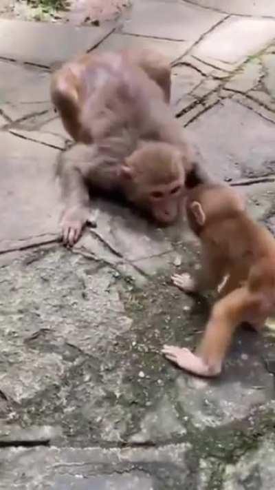 🔥 Monkey showing love to her baby