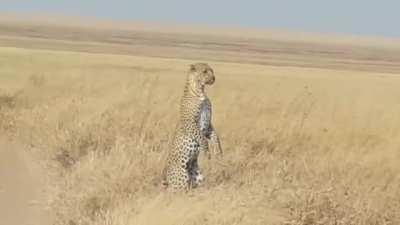 🔥 Leopards can stand on their back legs to see farther when there are no available vantage points to climb.