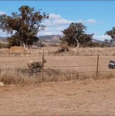 Never underestimate your enemy