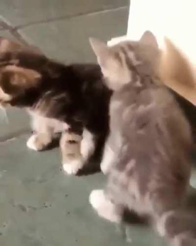 I'm feeling a bit overwhelmed with life right now so I'll bless you guys with this cute video so I can feel like I did something good