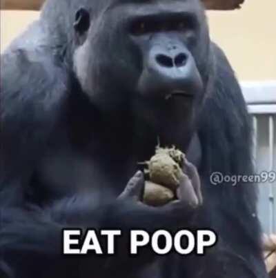 🅱OO🅱 🦍