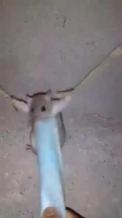 q chucha le paso a dross