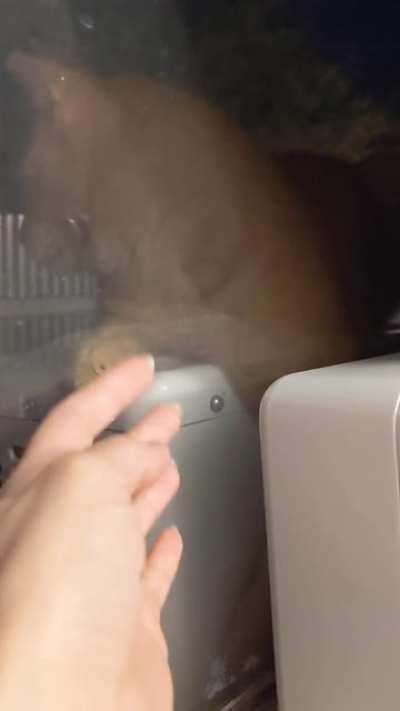 Just checking if he can bite me through the window