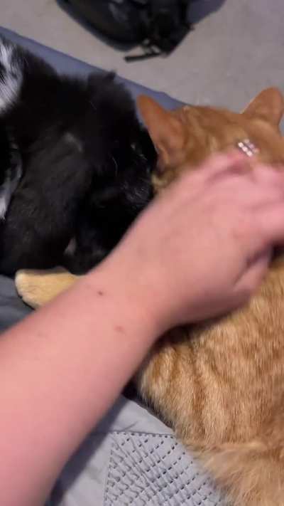 Mr. Kitty & Big Floppa