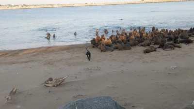 Perro callejero afirmando su dominio a los lobos marianos. Necochea