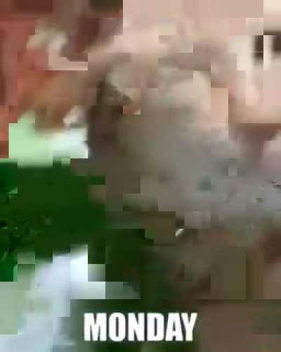 a week in a cats life