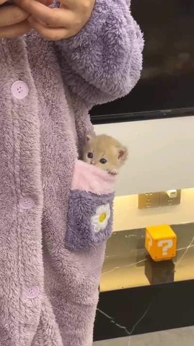 A pocket sized princess