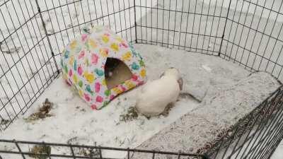 Trying out the snow for the first time! It was not a hit lol