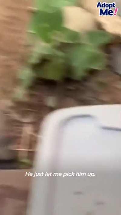 Gentle bundle of love abandoned for years is finally rescued