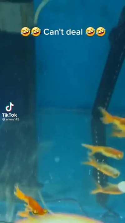 I laugh more every time