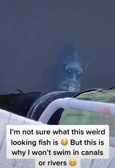 This gives me chills, imagine it just biting you. Its called a Sheepshead