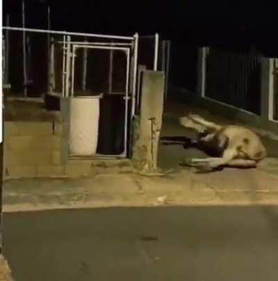 The cow really got scared