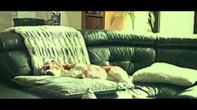 Drama doggo: the film ahh o meme não é meu, é de memes gringos