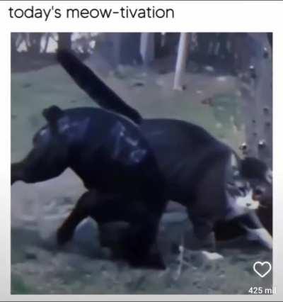 miau-tivacion 😹😹😹