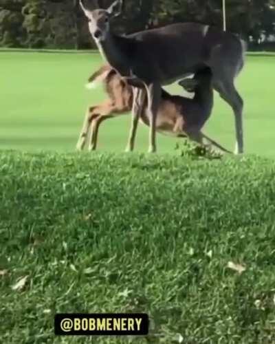 Plus tell me this is fake