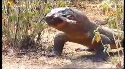 A Komodo dragon gulps down a wild piglet