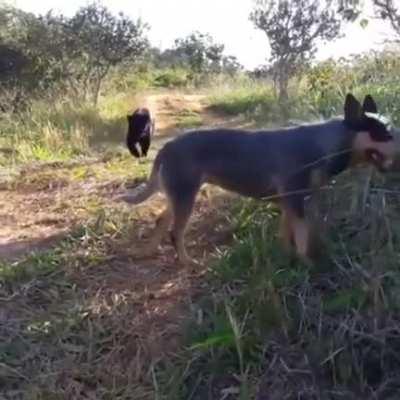 Who’s your new buddy? Is that a black lab? Wait..... Jesus!