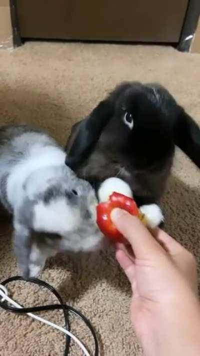 her lil white paws... his hefty chomps... they complete each other and I love them