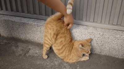 Doing some Downward Cat Yoga