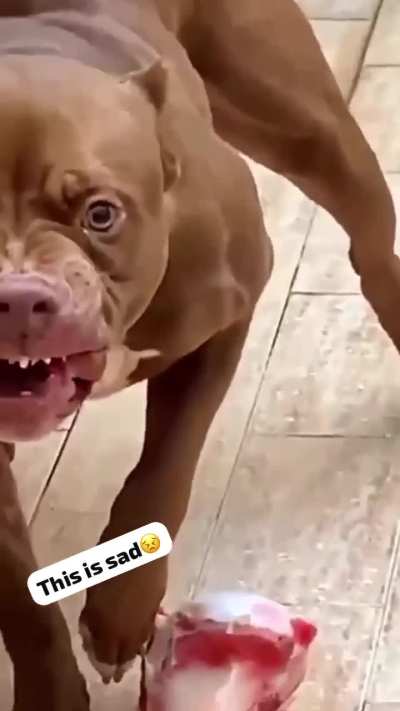 Pet dogs should not be behaving like this. Owners train your dogs properly