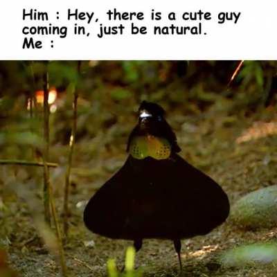 Let the courtship commence!