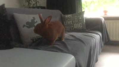 Cat startled by rabbit (slow motion)