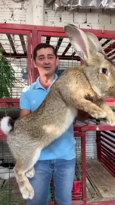 A 22lb male Flemish giant rabbit the size of a dog…
