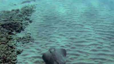 Honeycomb stingray met again this morning!