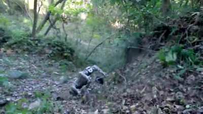 Unitree B2-W RL-trained robot dog, one year into in mass production