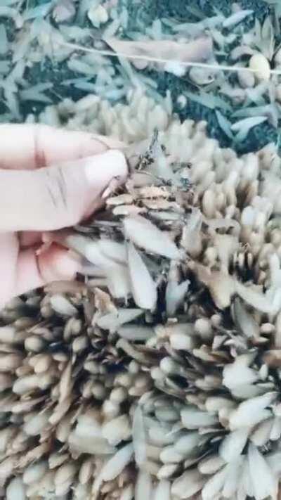 I thought these were flowers