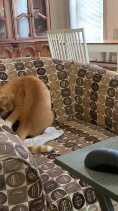 Always chase your dreams