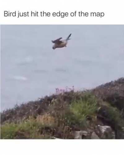 Птица уткнулась в край карты