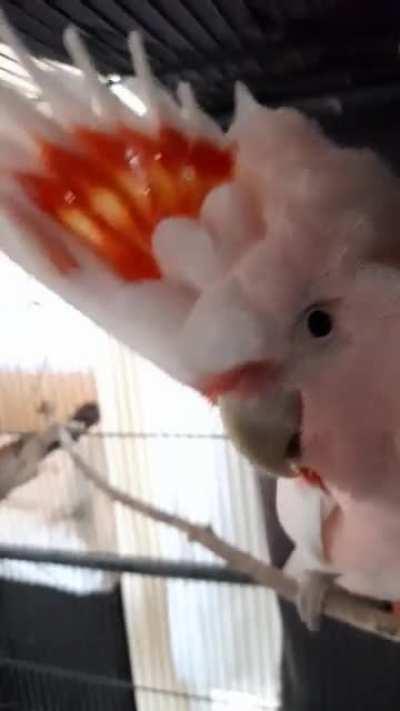 Peekabirb
