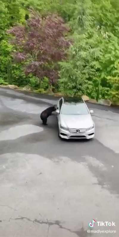 Poor bear just wanted to go for a spin.