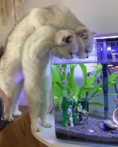 I guess they are too thirsty. I hope they don't do some fishing while drinking.