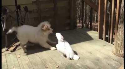 Puppy joe VS Quack the Parrot … FIGHT 😎
