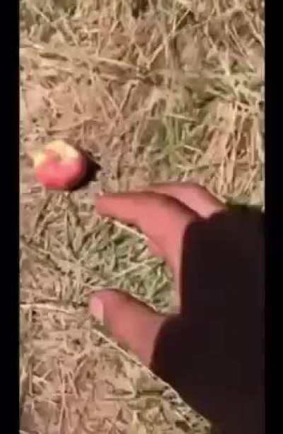 Dogu anadolu'da intikam girisiminde bulunan keciler, suc ustu yakalandi...