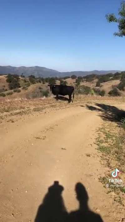 Tina and Rhonda go out for a hike when they encounter a random cow