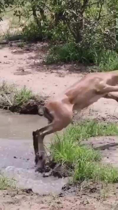A little gazelle gets attacked by a crocodile and escapes