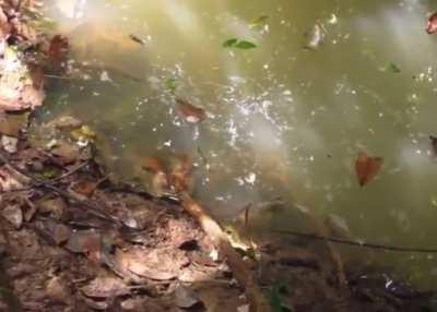 My anaconda don’t…