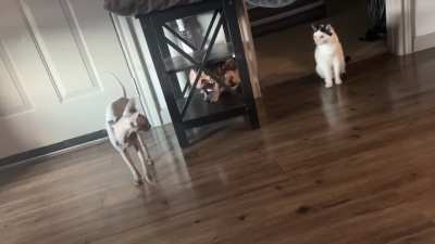 Are your cats friends?