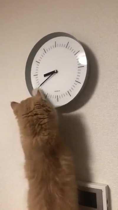 Cat maliciously causes owner to be late for work