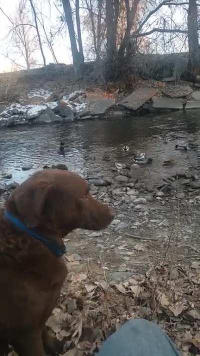 Не разрешили