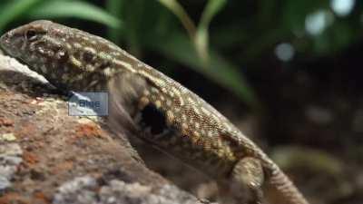 These Lizards have been playing Rock-Paper-Scissors with their sexual preference for 15 Million Years.
