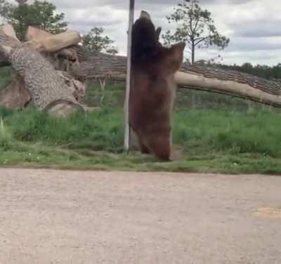 the bear has bills to pay!