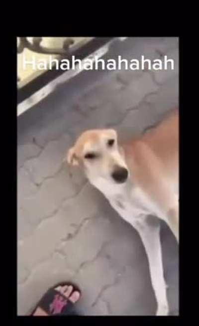 I hope that cute doggo had rabies