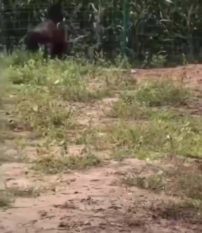 Donkey turns the tables on a hyena that wandered onto a farm