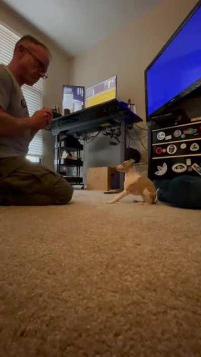 Ripley is learning impulse control quickly. Didn’t realize how smart these little dogs are!