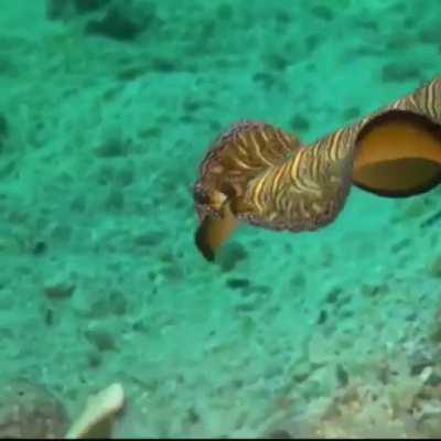 Upvote to celebrate Splatoon 3's launch